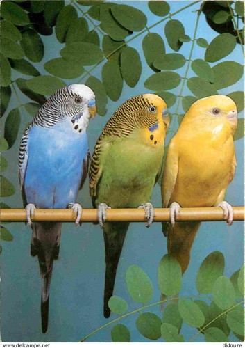 Carte postale animaux - postale,