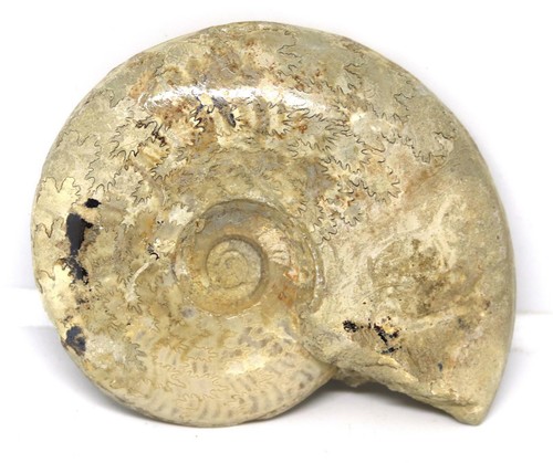 Ammonite fossil jurassic 160 - ,
