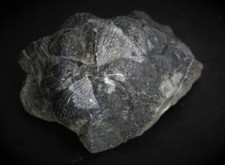 Brachiopodes fossiles Spirifer Dévonien Mayenne