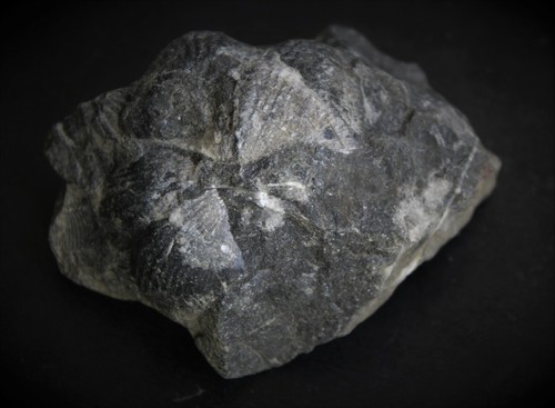 Brachiopodes fossiles spirifer - brachiopodes,
