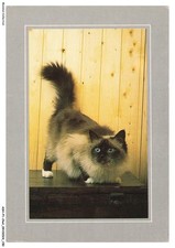 ASHP1-0076-CHAT - COLLECTION NATURE - CHAT SACRE DE BIRMANIE - SEAL POINT