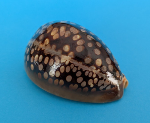 Cypraea mauritiana mm - cypraea, 62,8