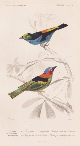 Tangara cyanocephala tangare - tangara,