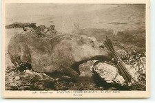 Guadeloupe - LES SAINTES - Terre-de-Haut - Le Porc Marin