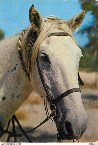 Carte postale animaux - carte,