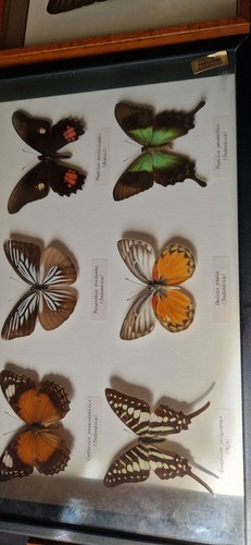 Lot cadres entomologiques
