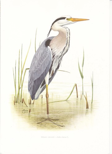 Planche 133 histoire naturelle - planche,
