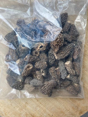 Morilles sans pieds 1 - morilles,