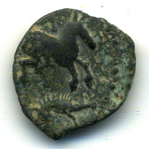 Rare aulerques - rare,