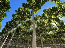 10 à 100 000 Graines de Paulownia Shan Tong Hybride - Paulownia Hybrid Seeds -