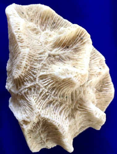 Corail fossile lobophyllia - fossile,
