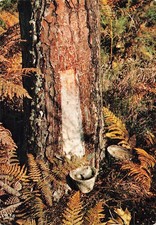 40  LES LANDES UN POT DE