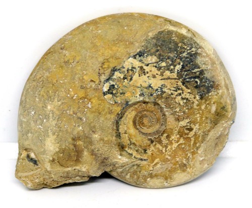 Ammonite fossil jurassic 160 - ammonite,