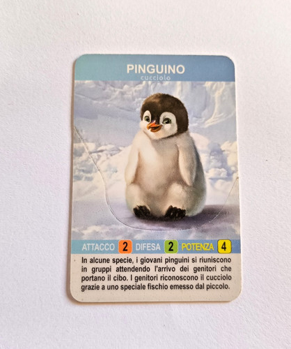 Carte pinguino cucciolo - carte,