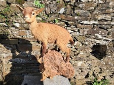 Taxidermie de chèvre naine 