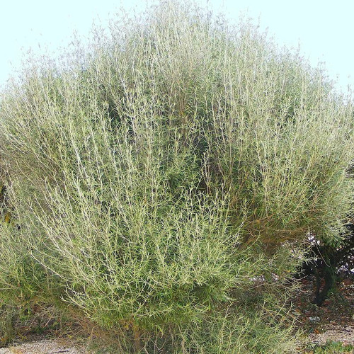Olearia virgata pâquerette - virgata,