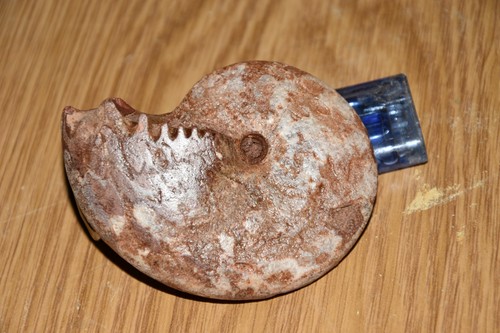 Ammonite neopronotites - ammonite,