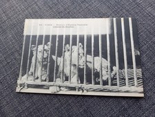 Cpa Paris museum histoire naturelle lionnes du Soudan Édition Rosle