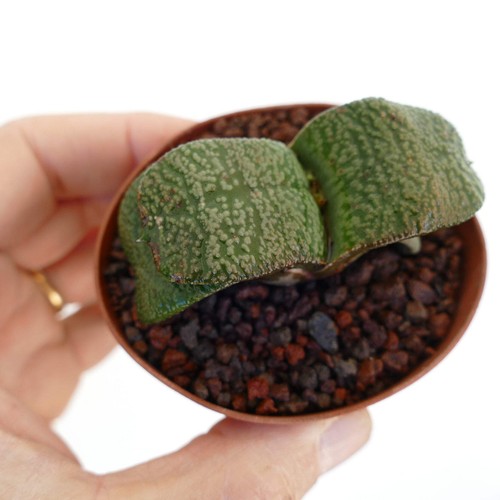 Gasteria armstrongii white - gasteria,