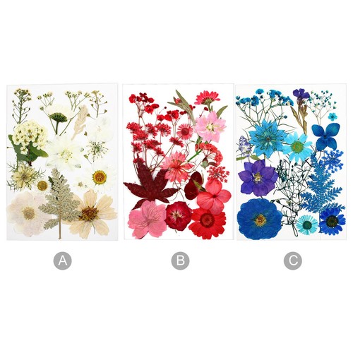 Fleurs pressées séchées
