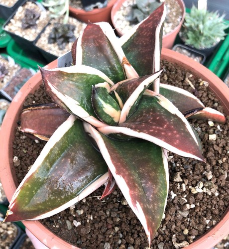 Gasteria gagyu ryu - cv, nishiki
