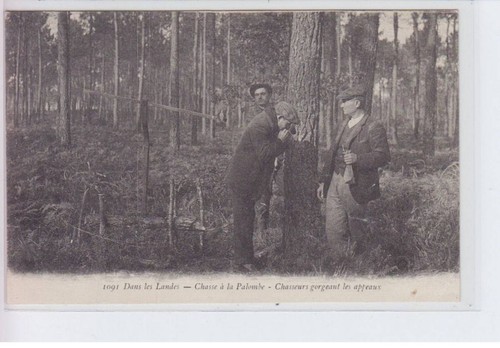 Landes chasse la palombe - chasse,