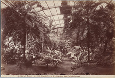Allemagne, Francfort, Palmengarten, Intérieur d'une serre, Tirage vintage, 