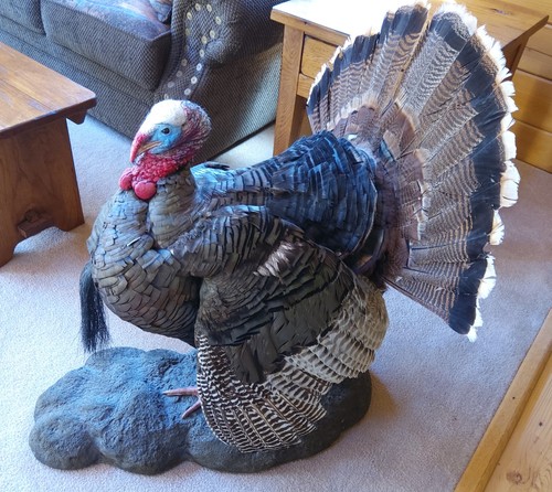 Turkey taxidermy full - turkey,