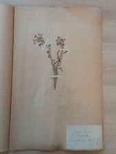 Ancien Herbier Botanique