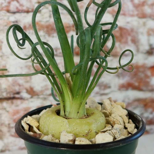 Frizzle sizzle plant albuca - frizzle,