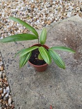 Rhapis japonica  "Aya Nishiki"