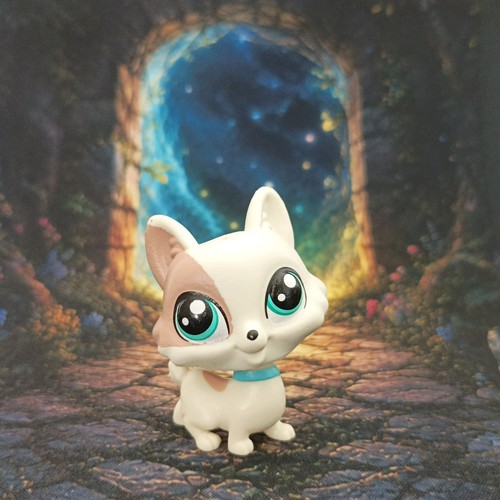 Chien corgi argo - chien,