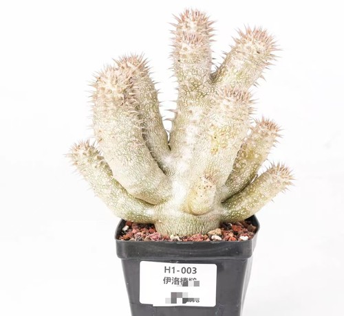 Pot 9cm rare cacti - pot,