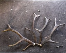 2 PAIRES DE BOIS DE CERF 6-8 CORS DE 60 Cm Environ 