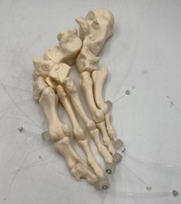 Somso Foot Skeleton