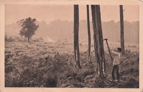 Les landes resinier au - le,