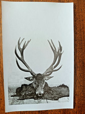 carte photo cpa chasse vénerie équipage Lebaudy Fontainebleau