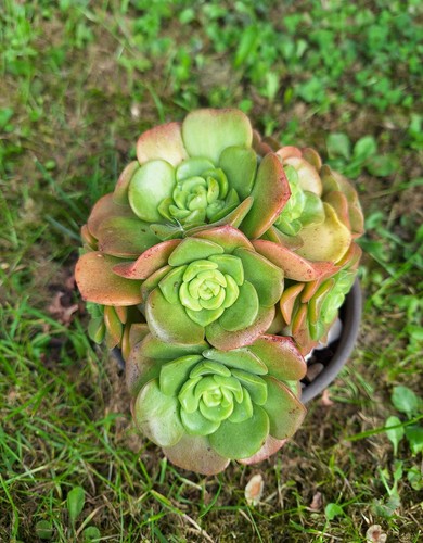 Aeonium lily pad easy - aeonium,