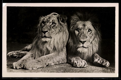 Francfort lion rigo remus - francfort,,