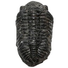 Gros trilobite phacops fossile