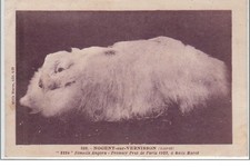 NOGENT SUR VERNISSON : élevage de lapins angora (plus une carte publicitaire