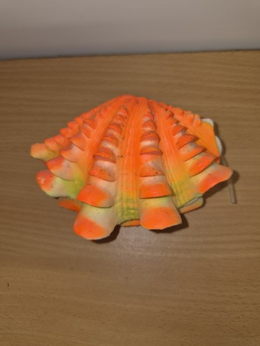 Coquille pour aquarium - coquille,