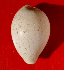 GASTÉROPODE MIOCÈNE DES