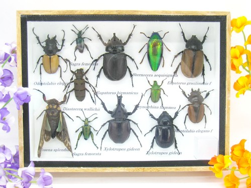 Insectes exotiques réel - -,