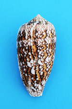 Conus archiepiscopus