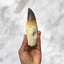 Dent fossile de Mosasaure avec