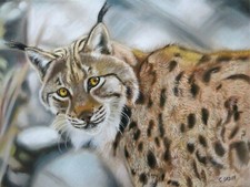 "Lynx en hiver". Pastels secs