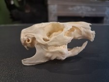 Crâne de cochon d'Inde