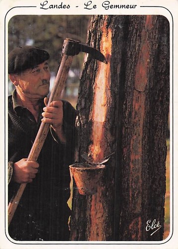 Landes gemmeur - 40,