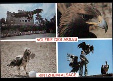 CHATEAU de KINTZHEIM (67) DRESSEUR avec VAUTOUR & AIGLE à la VOLERIE en 1988